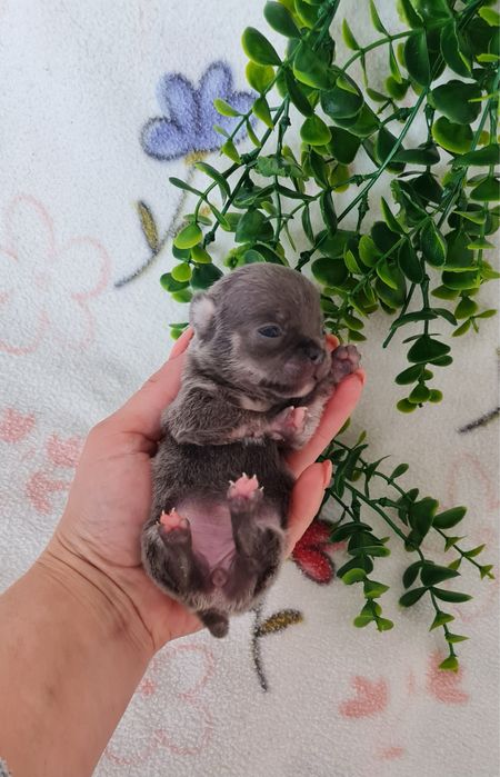 Excelente mini mini blue Chihuahua/Chiuaua Linhagem Russa de Qualidade