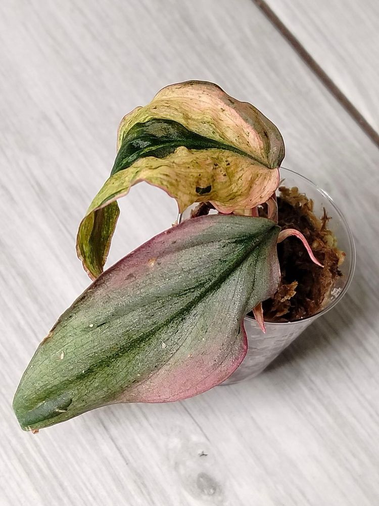 Philodendron Micans Pink Mint Variegata