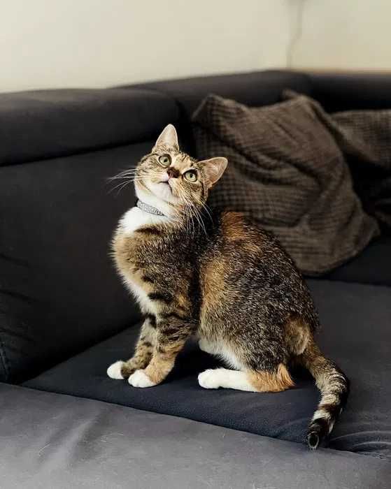 Całka - śliczna młoda kotka do adopcji
