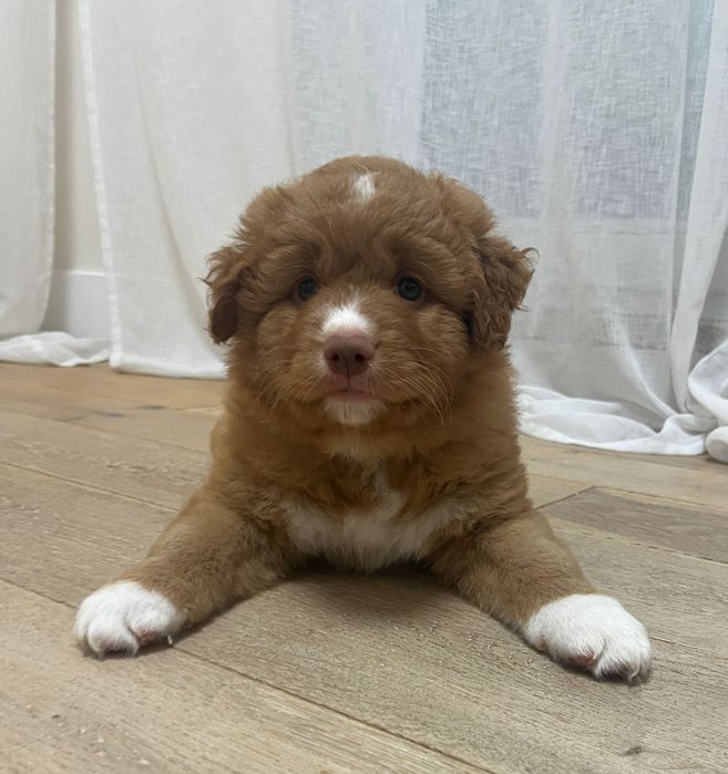 nova scotia duck tolling retriever