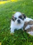 Shih-Tzu piekniści