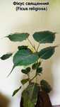 Фікус священний (Ficus religiosa)