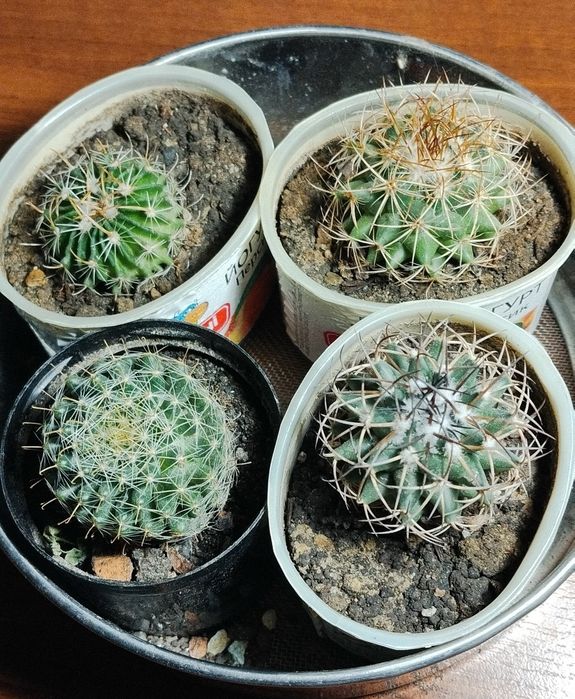 Кактуси різні види