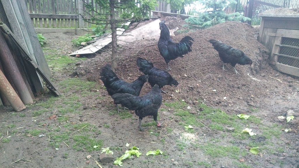 jajka lęgowe AYAM CEMANI, PROMOCJA,jaja lęgowe KAMENI KEMANI, lęgi 202