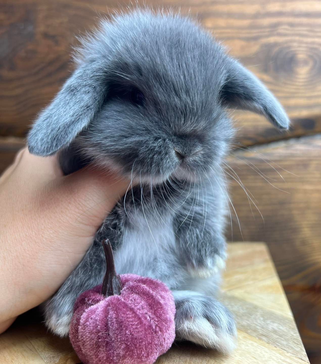 Króliki miniaturki mini teddy mini lop mini angora dostępne od ręki