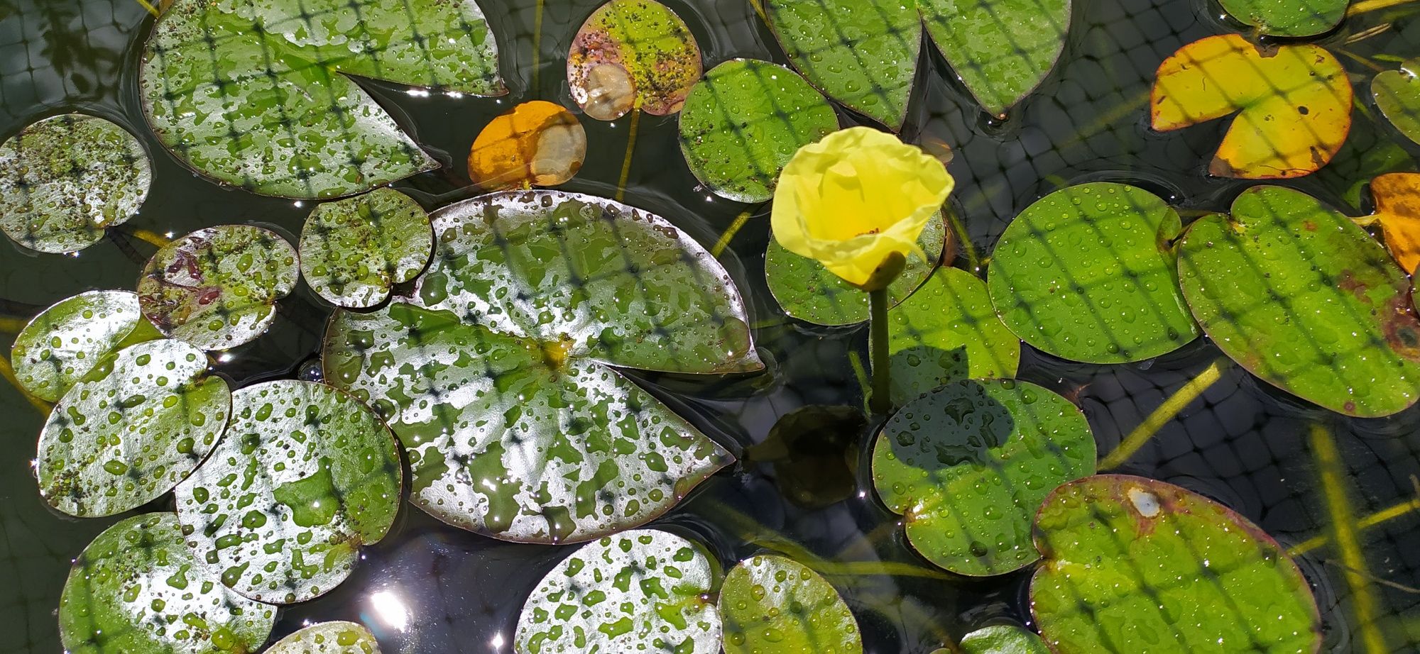 Plantas para lagos