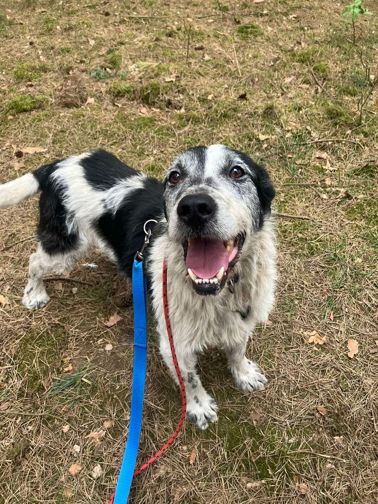 Hans w typie wyżła poleca się do adopcji