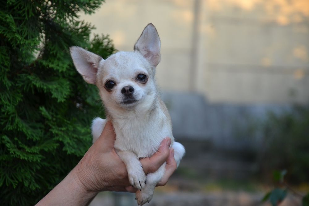 Породная голубопалевая девочка с документами.Доставка.