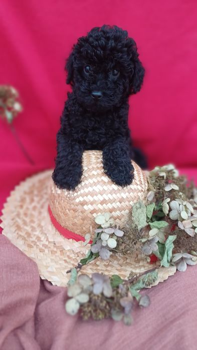 Красунчик хлопчик -той-Пудель.