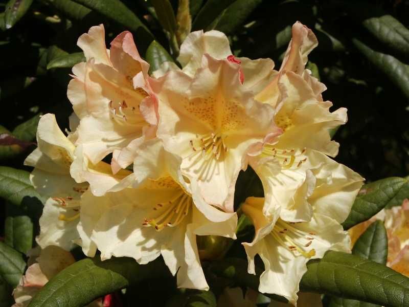 Rhododendrony -Flora Szczecin