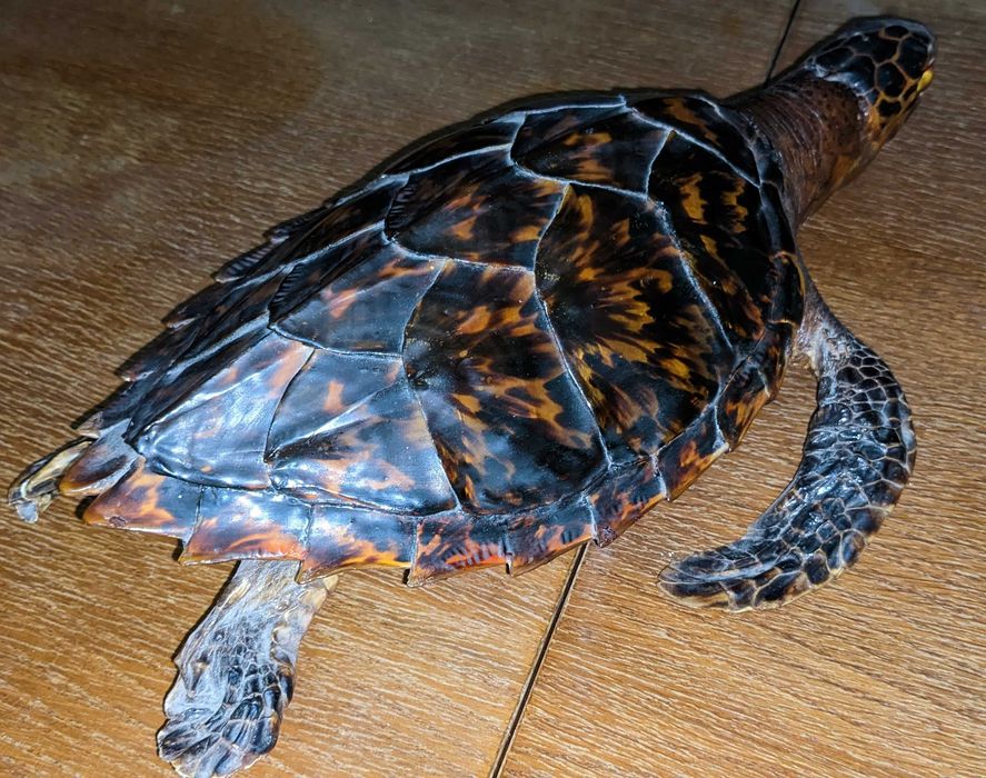 Чучело морской черепахи Логгерхед