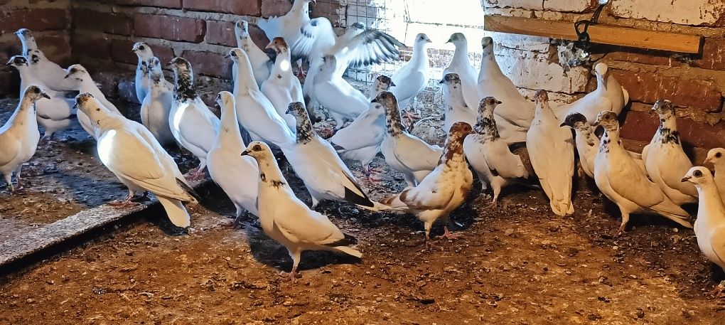 Gołębie budapeszty młode lot 30szt