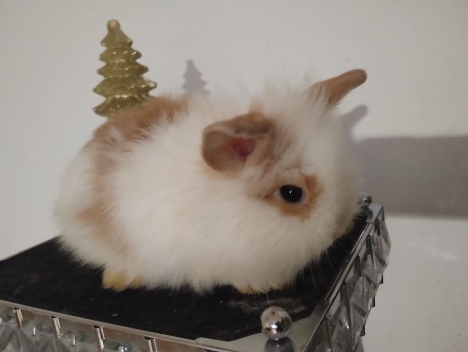 Króliczek miniaturka. Króliczki małe . Okazja!!!