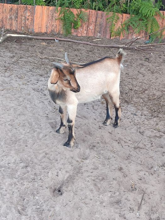 Xivo cruzado anão com serpentino +/- 4 meses de idade