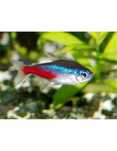 Tetras Neon Azul