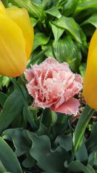 Вишукані тюльпани для Вашого саду у всіх кольорах!