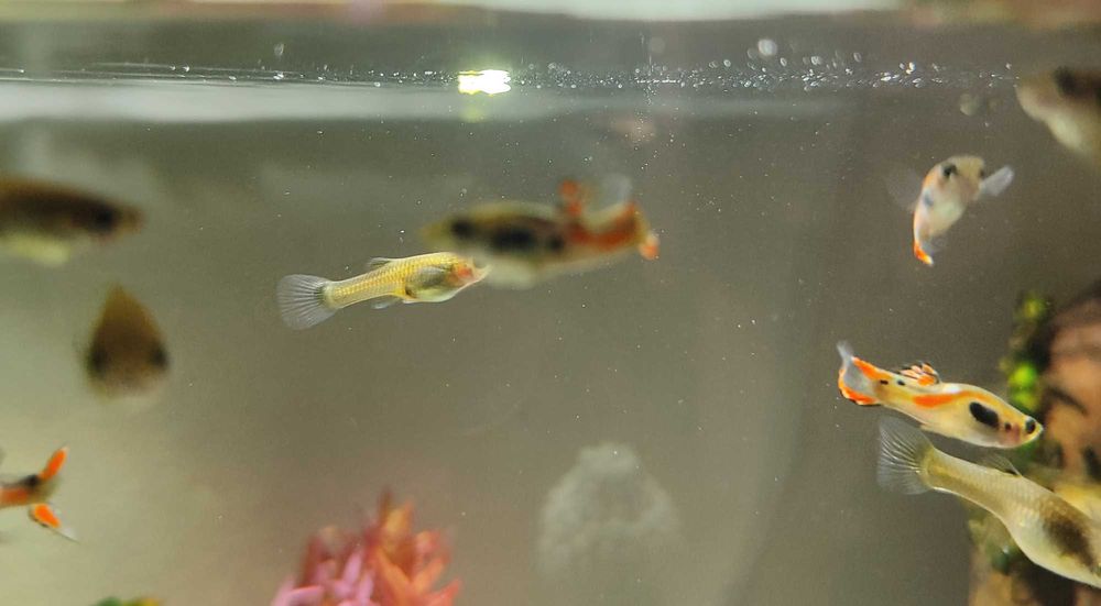Endlers (peixes de água doce aquário)