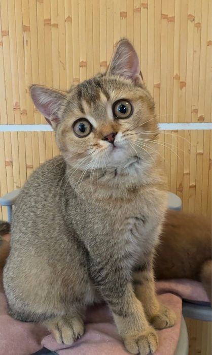 Котик тикированный золотой британец котята