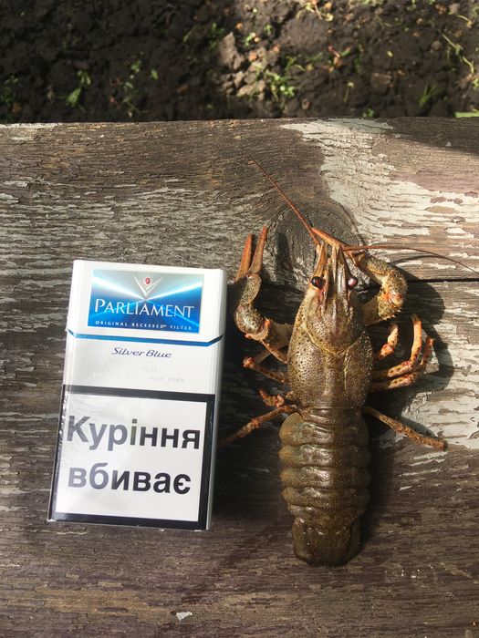 Раки!!! Живые!!! Крупные и Мелкие.