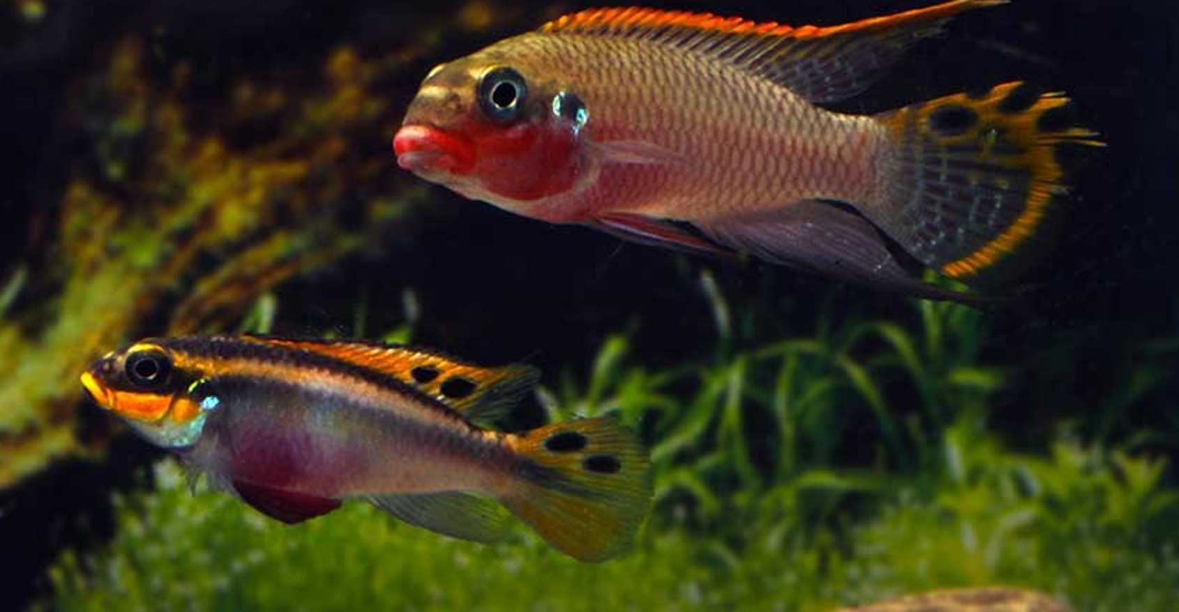 Barwniak szmaragdowy NIGERIA RED - Pelvicachromis taeniatus - dowóz