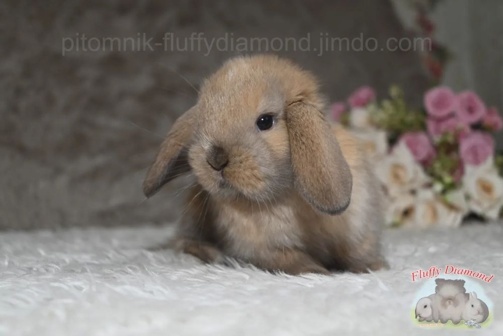 Карликовий висловухий кролик - NHD. Хлопчик. Тюрінгенське забарвлення