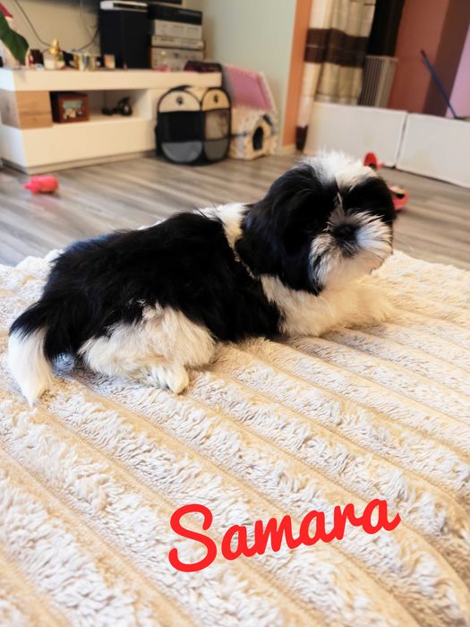 Shih Tzu - Samara piękna dziewczyna , wspaniały charakter.