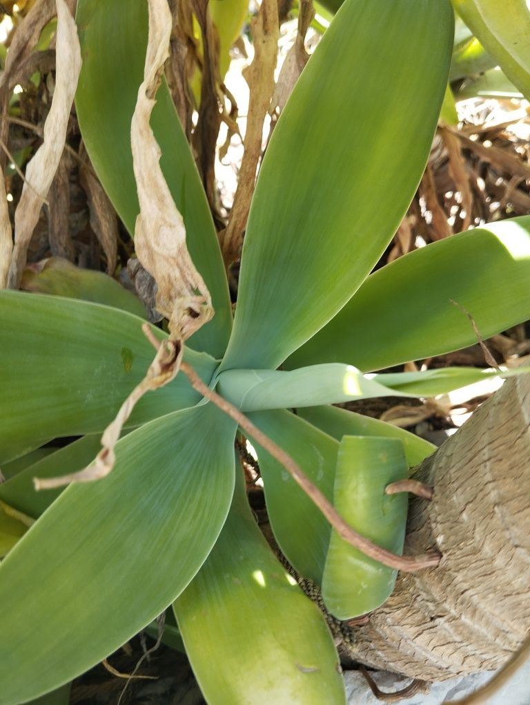 Agaves attenuata de vários tamanhos