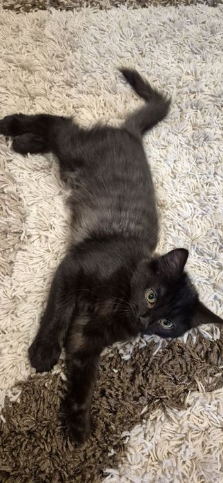 Кошеня в добрі руки