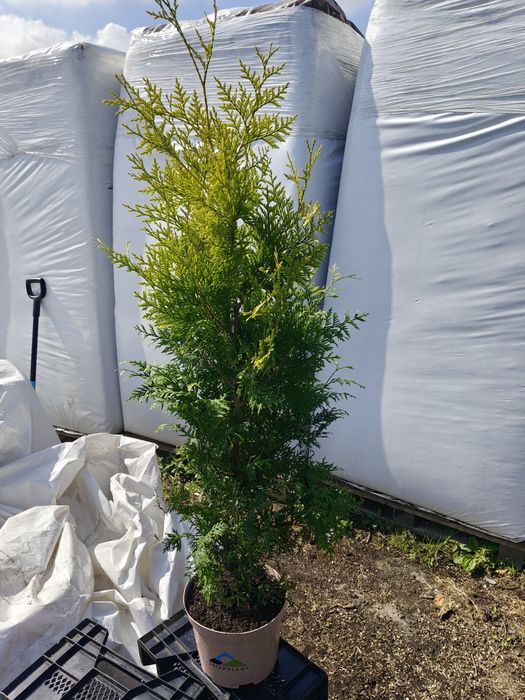 Żywotnik zachodni 'Salland', Thuja Salland, doniczka 100-110 cm.