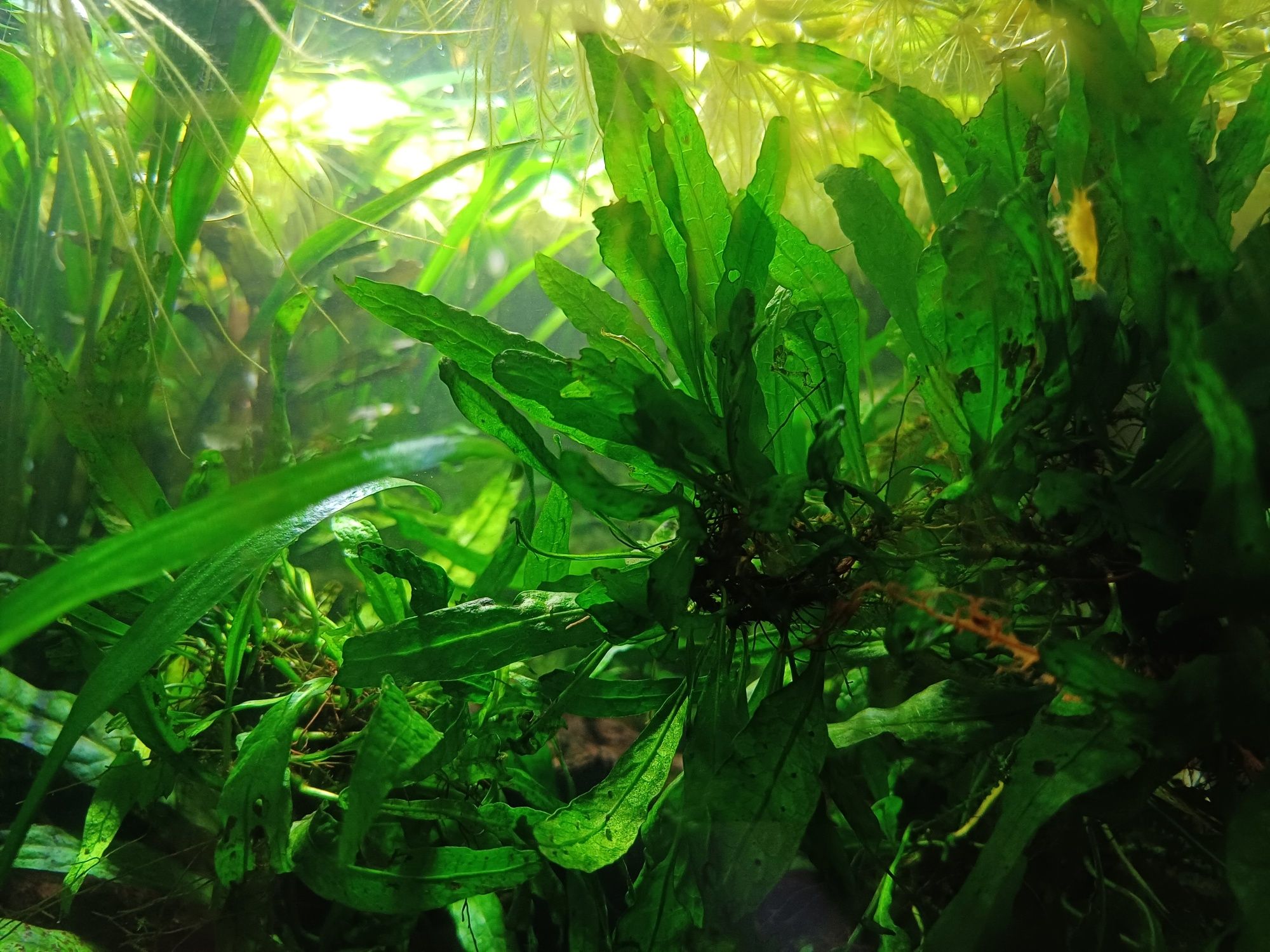 Mikrozorium oskrzydlone