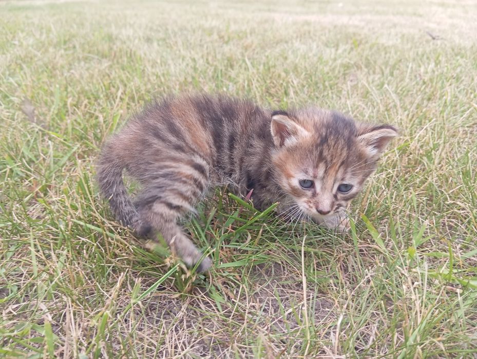 Котенята в добрі руки