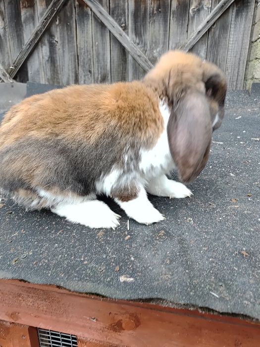 Królik Baran francuski samiec