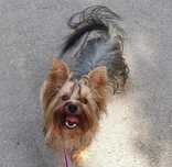 REPRODUKTOR  Yorkshire terrier