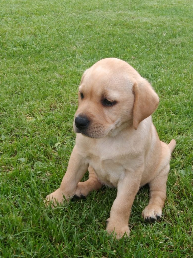 Labrador Retriever suczka