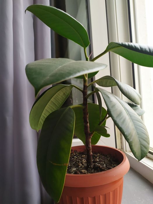 Фикус каучуконосный, бейлиз, бенджамина, рафидофора, сингониум