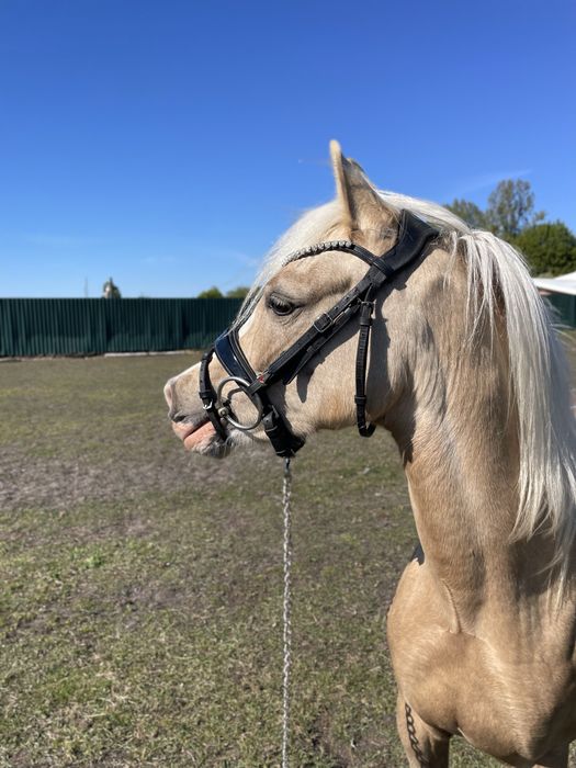 Przepiękna młoda Klacz  walijska