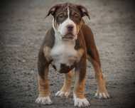 American Bully XL ABKC