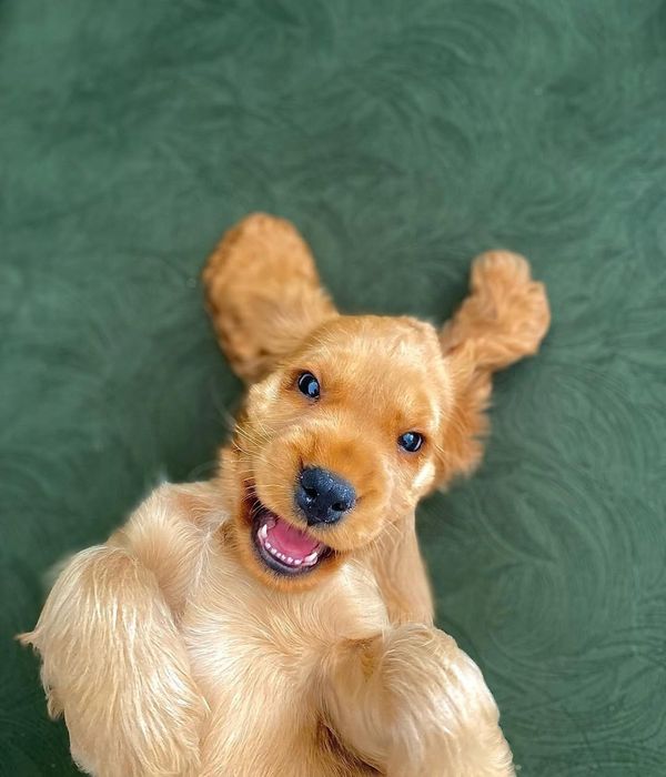 Мила руденька дівчинка-кокер шукає дім