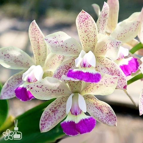 Орхідея mini Cattleya Jairak Cute