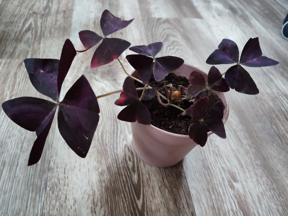 Набір кімнатні рослини оксаліс, традесканція, хлорофітум