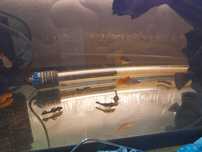 Ancistrus sp recem nascidos e com mais de um ano