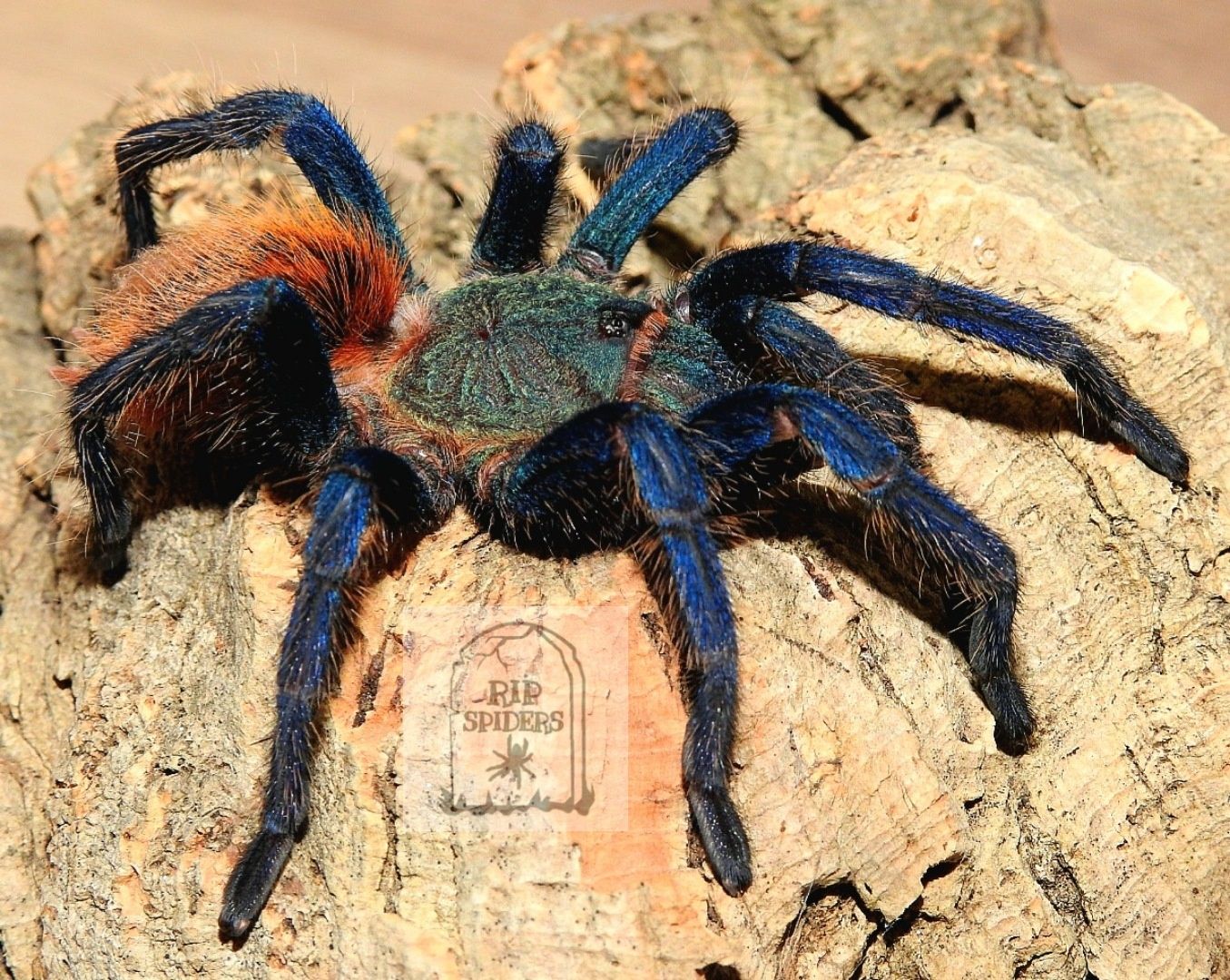 Chromatopelma cyaneopubescens samice ~4DC+