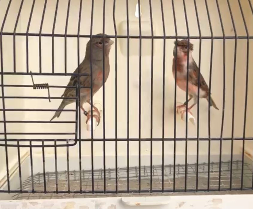 Canários Arlequim Português/Amarelos/Brancos