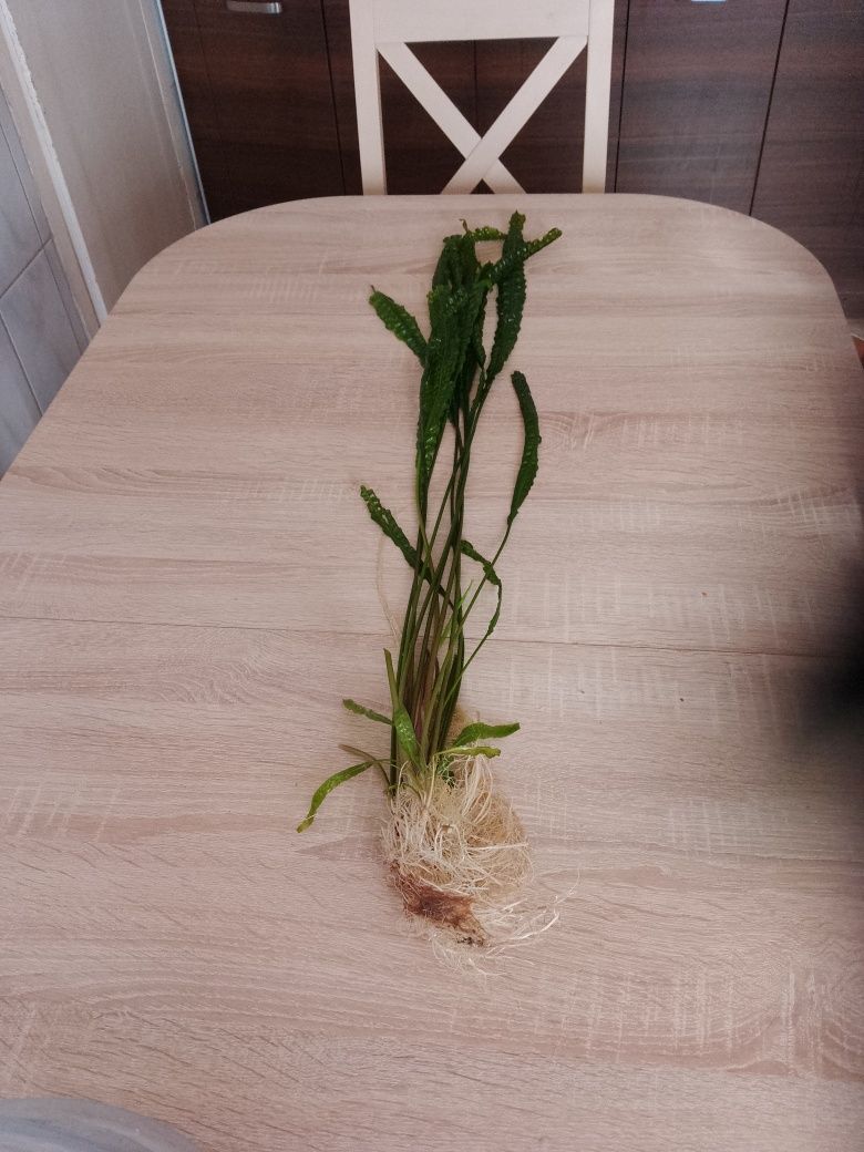 Kryptokoryna ,80 cm