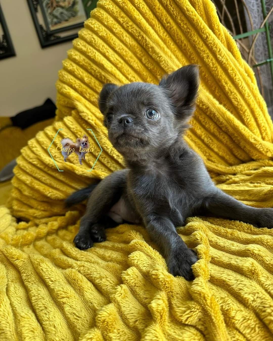 Chihuahua piesek niebieski