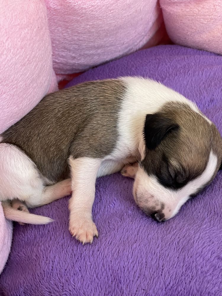 Whippet ZKwP suczka Revirado FCI