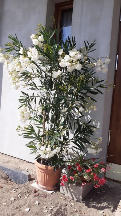 Oleander różowy i biały