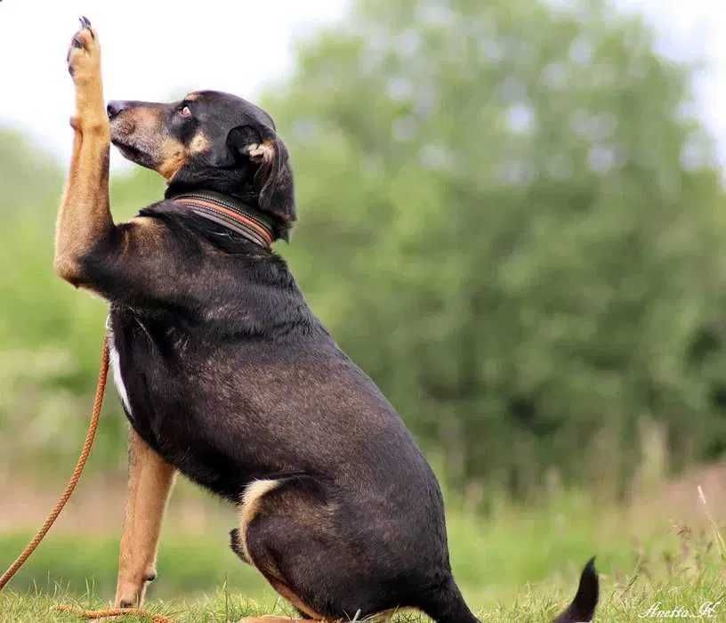 Oszukany przez człowieka Baster szuka kochającego domu