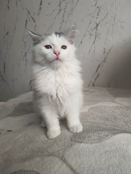 Kot , kociak , kocurek syberyjski