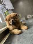 Piesek chow chow !